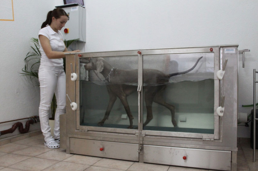 Das Unterwasserlaufband motiviert Hunde zur aktiven Bewegung.