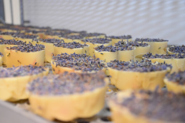 Lavendelseife beim Abkühlen im Kräuterhof